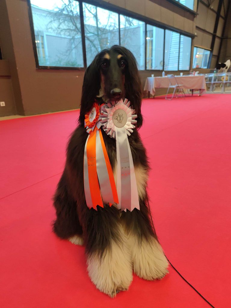 du Troisième Jour - MEILLEUR JEUNE ET MEILLEUR DE RACE