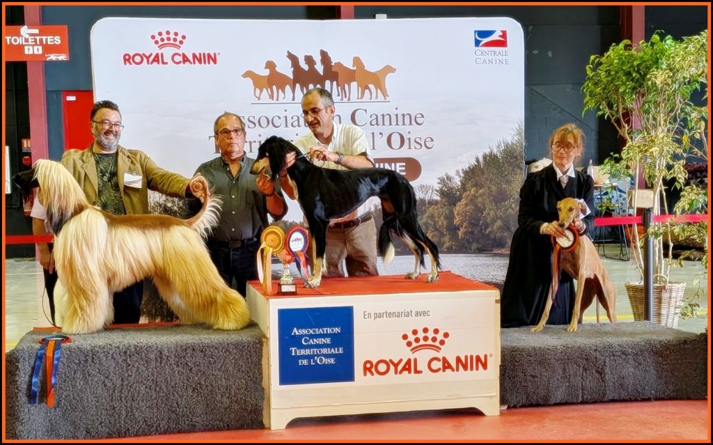 CACS, Meilleur de Race, Meilleur de Goupe 2