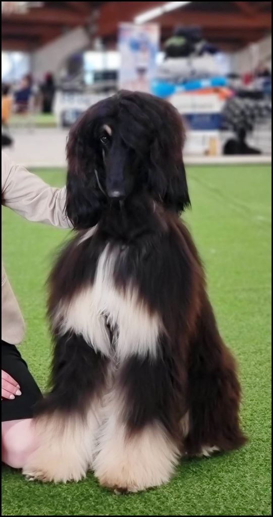 du Troisième Jour - Qualification CRUFTS 2024