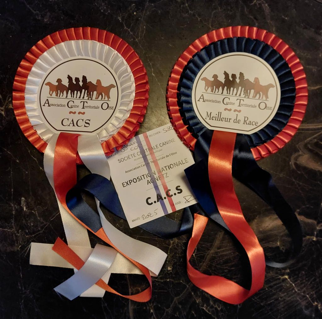 CACS MEILLEUR DE RACE expo Agnetz Mai 2025