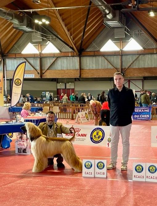 Nouvelle VIDEO de la victoire d'Uzziel CACS CACIB BOB sur le Ring