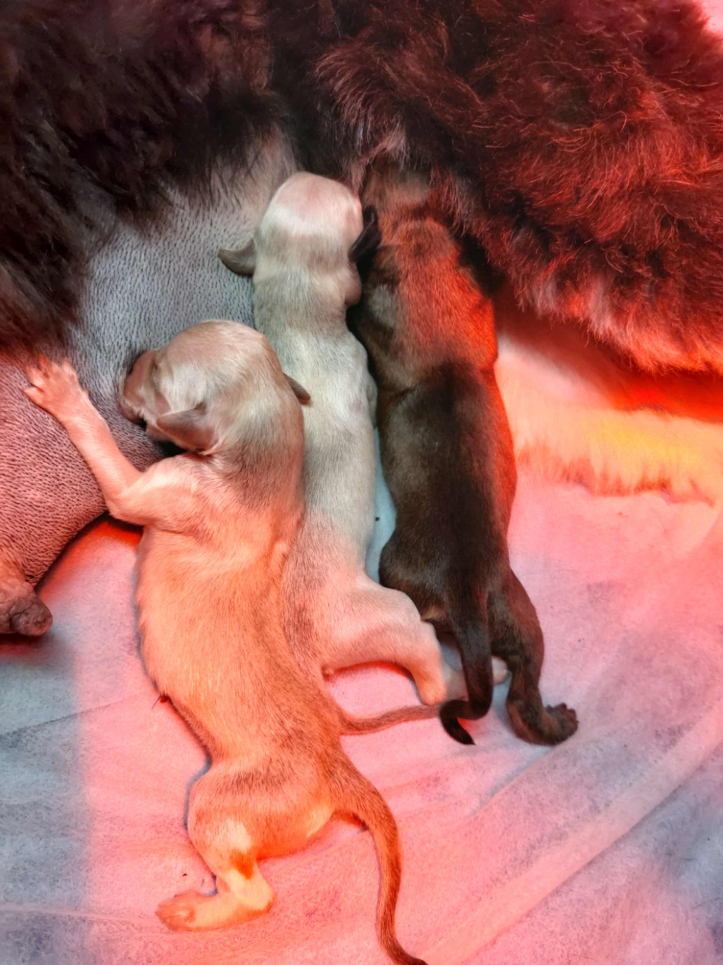 Chiot Levrier afghan du Troisième Jour