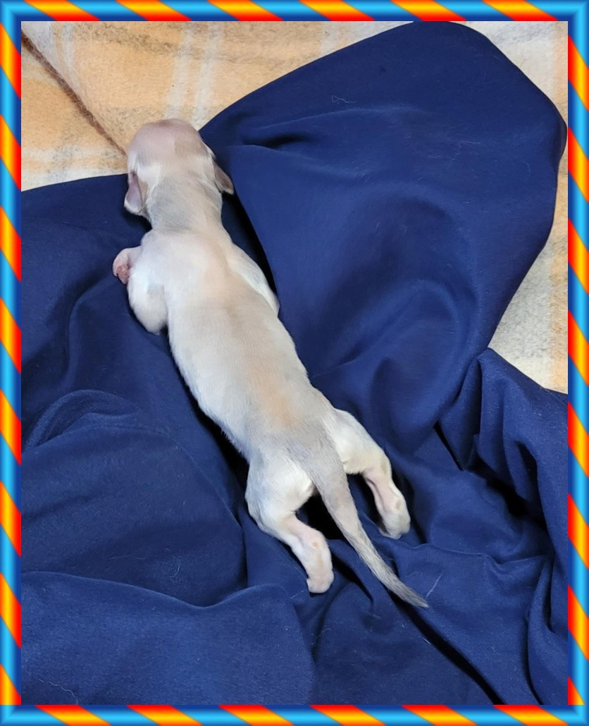 du Troisième Jour - Chiots disponibles - Levrier afghan