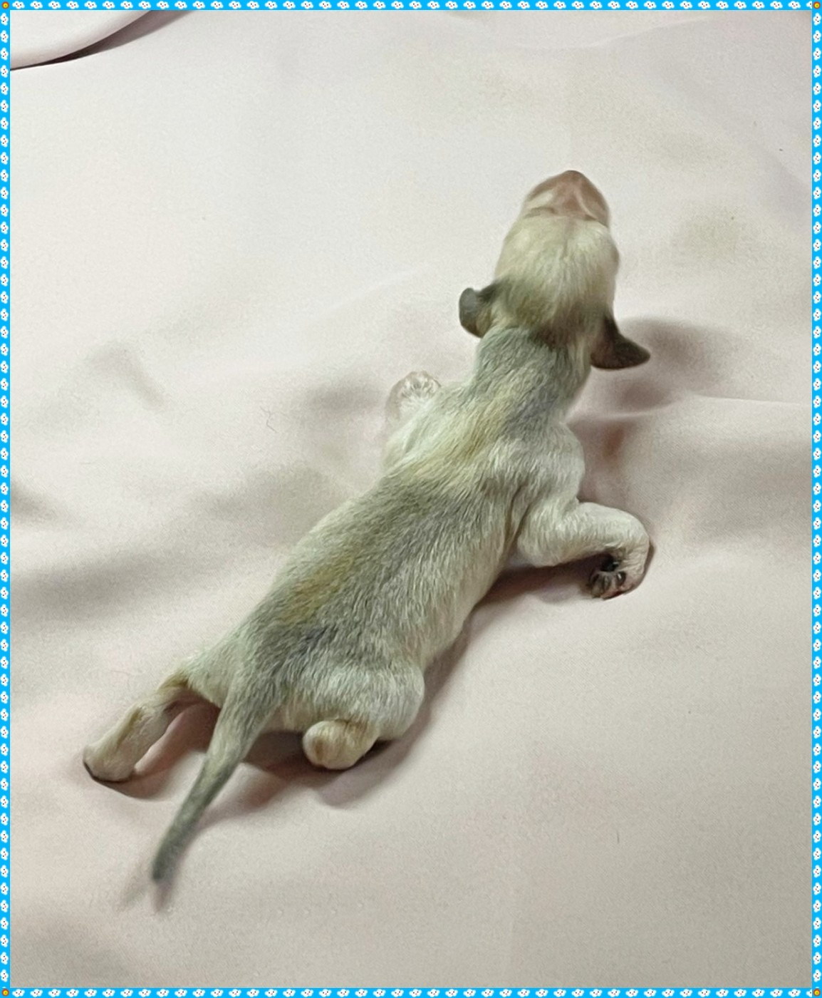 du Troisième Jour - Chiots disponibles - Levrier afghan