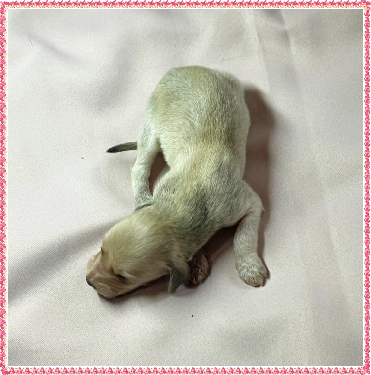 du Troisième Jour - Chiots disponibles - Levrier afghan