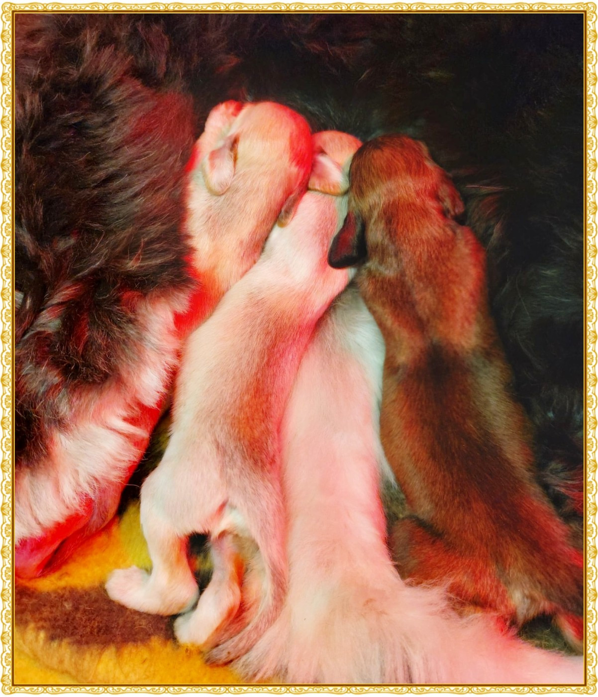 du Troisième Jour - Levrier afghan - Portée née le 08/11/2025