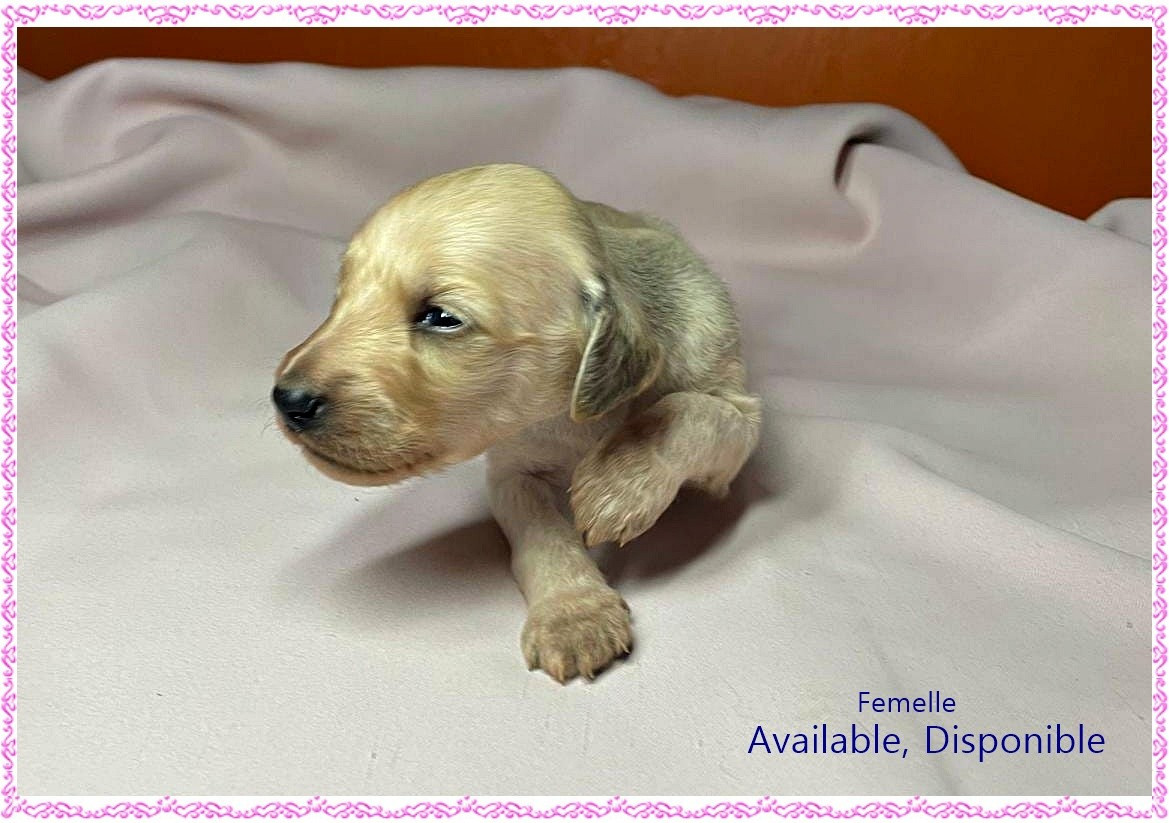 du Troisième Jour - Chiots disponibles - Levrier afghan