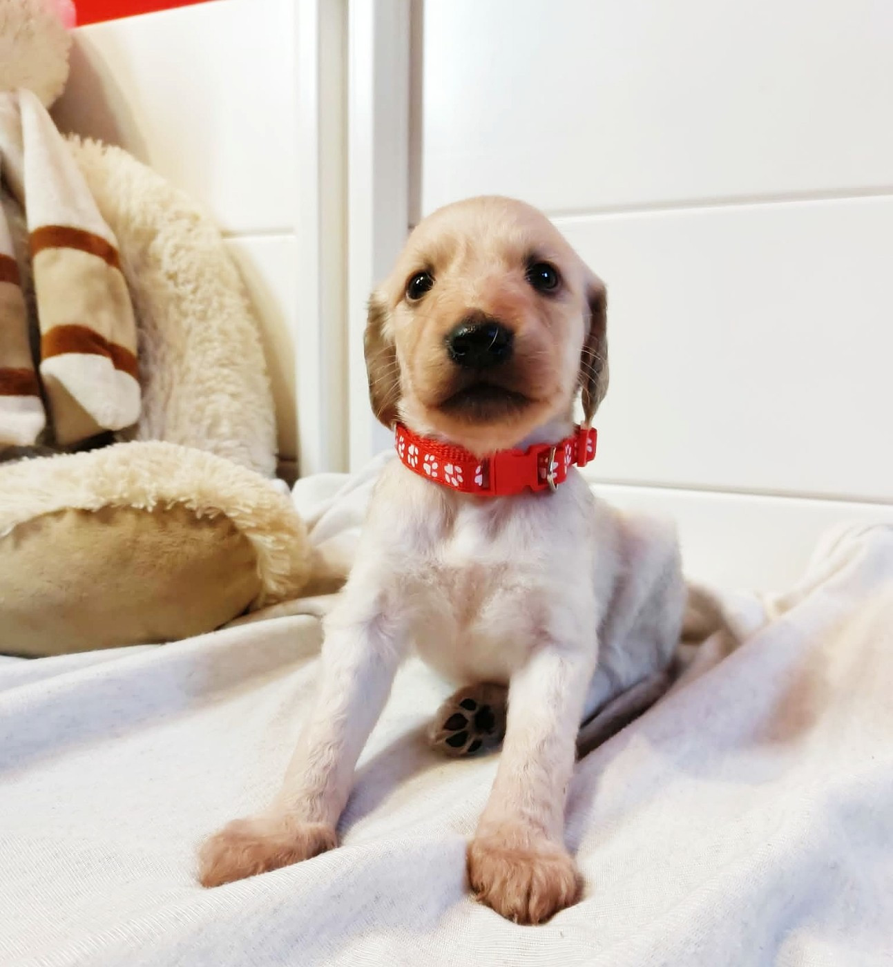 du Troisième Jour - Chiots disponibles - Levrier afghan